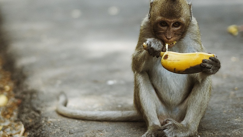 举个栗子：为什么动物园不让猴子吃香蕉了？